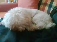 Mi perro ^^