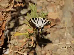 06, mariposa, marca