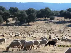 29, rebao de ovejas, marca