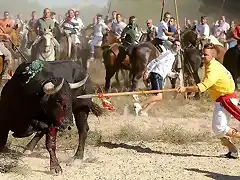 Toro de la Vega