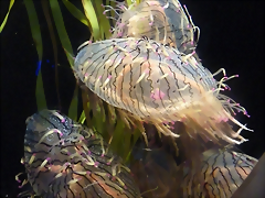 Olindias formosa (23-7-19 New England aquarium) Olindias formosa (23-7-19 New England aquarium)