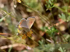 020, bella mariposa, marca