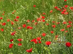 010, amapolas entre los trigales verdes, marca