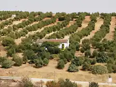 008 cortijo zamora