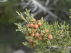 juniperus phoenicea