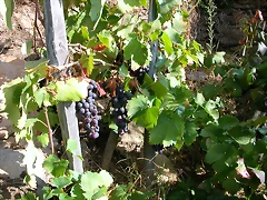 DSCN7514 DSCN7514