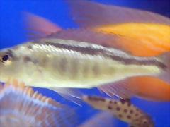 Champsochromis spilorhynchus Champsochromis spilorhynchus