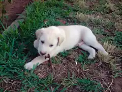 bruss jugando con un palo