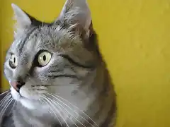 Gatuno Perfil