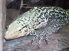 Varanus melinus 2 (6-8-17 Zoo K?ln) Varanus melinus 2 (6-8-17 Zoo K?ln)