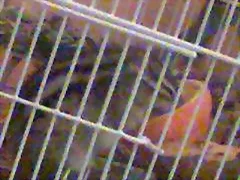 Flapp