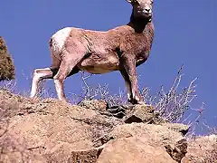 BighornSheep4