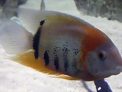 Heros efasciatus