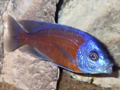 Copadichromis borleyi