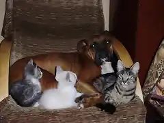 Tara y sus amigos felinos