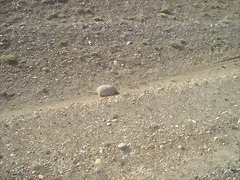 compañero de ruta... jajaja