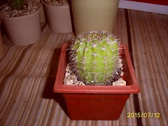S5036986 S5036986