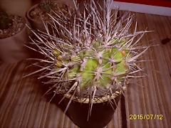 S5036975 S5036975