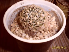 S5036965 S5036965