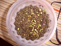 1c 1c