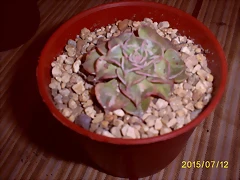 S5037001 S5037001