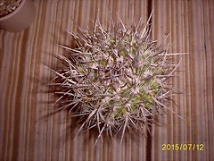 S5036976 S5036976