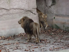 Zoo de Barcelona 12-12-11 677 Zoo de Barcelona 12-12-11 677