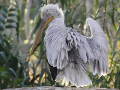 Zoo de Barcelona 12-12-11 167