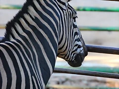 Zoo de Barcelona 12-12-11 440 Zoo de Barcelona 12-12-11 440
