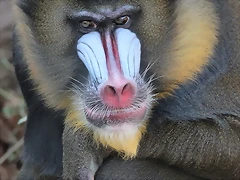 Zoo de Barcelona 12-12-11 068
