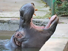 Zoo de Barcelona 12-12-11 208
