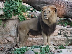 Zoo de Barcelona 12-12-11 659 Zoo de Barcelona 12-12-11 659