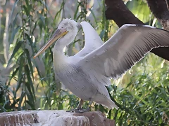 Zoo de Barcelona 12-12-11 153