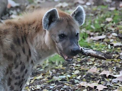 Zoo de Barcelona 12-12-11 552 Zoo de Barcelona 12-12-11 552
