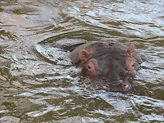 Zoo de Barcelona 12-12-11 230