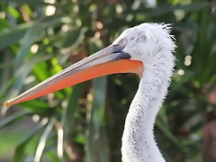 Zoo de Barcelona 12-12-11 130