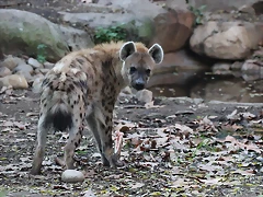 Zoo de Barcelona 12-12-11 500 Zoo de Barcelona 12-12-11 500