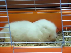 Spam durmiendo!