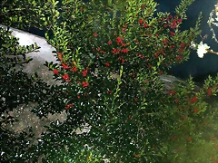 DSCN7253 DSCN7253