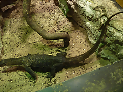 Varanus rudicollis 2 (19-7-23 Akvariet i Bergen) Varanus rudicollis 2 (19-7-23 Akvariet i Bergen)