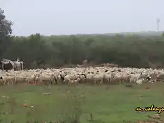 14, las ovejas en el paso, marca