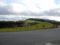 DSCN7162 DSCN7162
