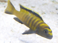 Pseudotropheus flavus (5-8-17 Zoo Zajac) Pseudotropheus flavus (5-8-17 Zoo Zajac)