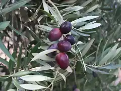 aceitunas 2