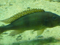 Gnathochromis permaxillaris