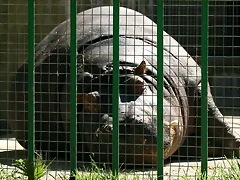 Zoo de Barcelona 03-04-11 578 Zoo de Barcelona 03-04-11 578