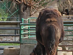 Zoo de Barcelona 31-01-12 107 Zoo de Barcelona 31-01-12 107