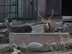 Zoo de Barcelona 31-01-12 079 Zoo de Barcelona 31-01-12 079