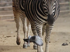 Zoo de Barcelona 31-01-12 099 Zoo de Barcelona 31-01-12 099
