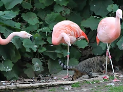 Zoo de Barcelona 31-01-12 526 Zoo de Barcelona 31-01-12 526